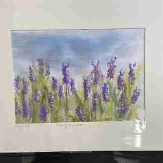 Field of Lavender
