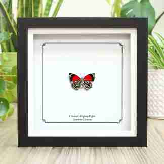 Cramer's Eighty-Eight Real Butterfly in Frame (Diaethria Clymena), Entomology Gift, Taxidermy, Decor