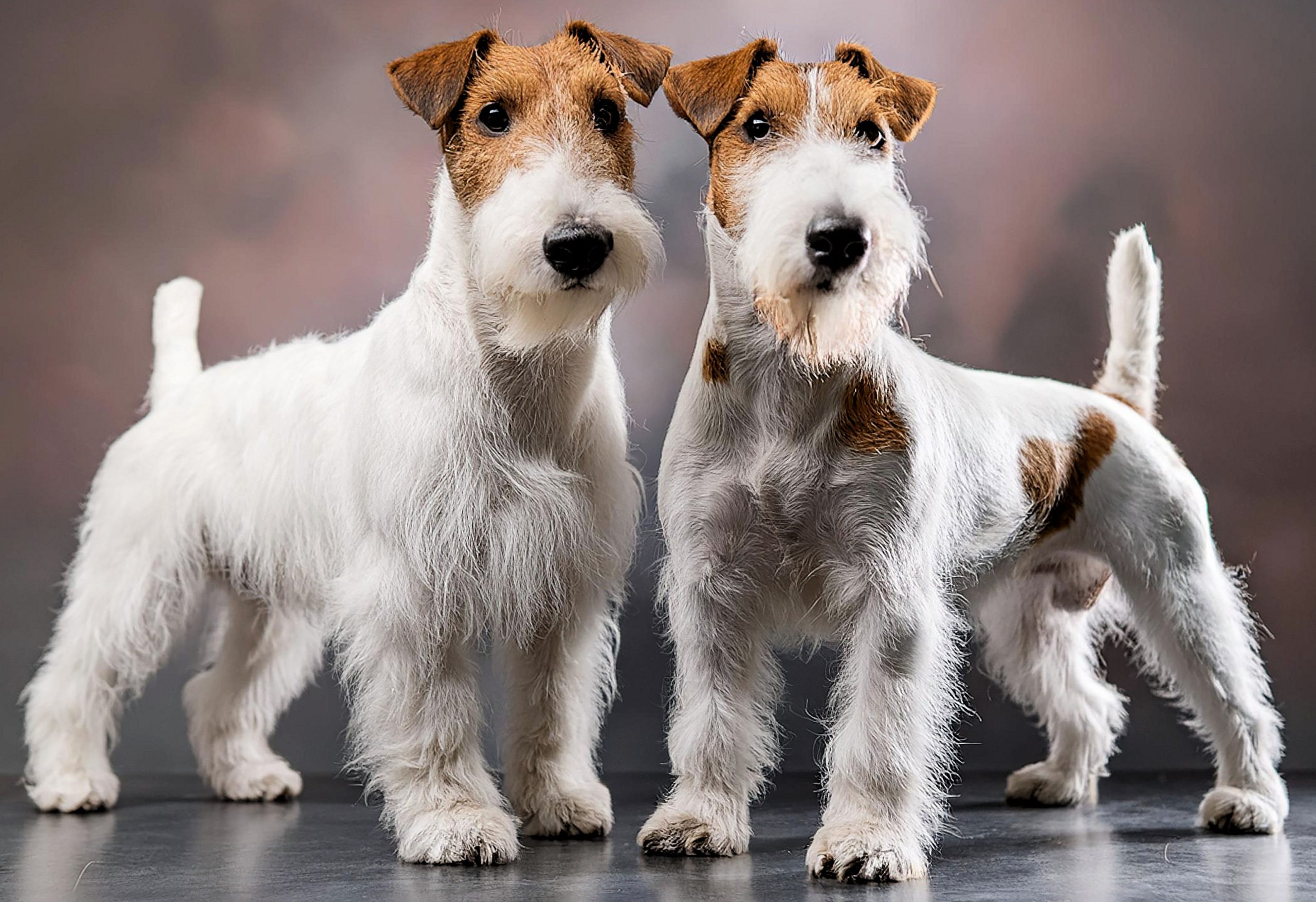Wire Fox Terriers Cross Stitch Pattern - Image 3