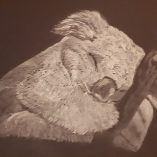 Koala at rest
