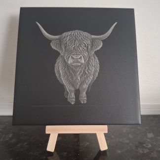 Highland Cow